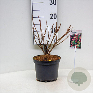 Weigela 'Red Prince' 30-40 cm 3,0L