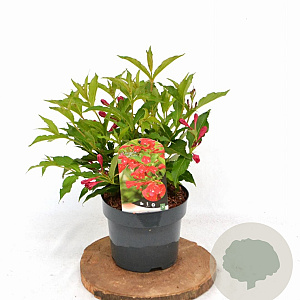 Weigela 'Red Prince' 30-40 cm 3,0L