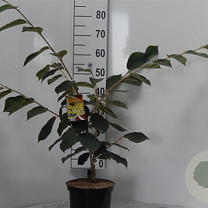 Hamamelis int. 'Pallida' 60-80 cm 5,0L