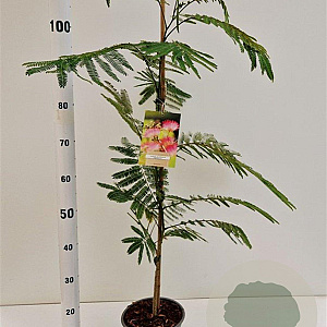 Albizia julibr. Ombrella 80-100 cm 3,0L