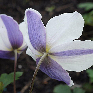 Anemone Wild Swan GM P9