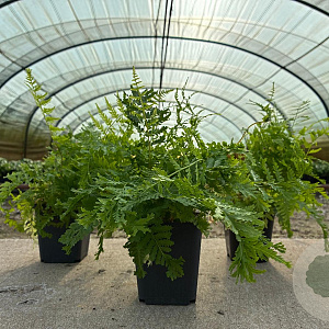 Athyrium f.-f. 'Vernon. Cristatum' GM P9