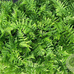 Athyrium f.-f. 'Vernon. Cristatum' GM P9
