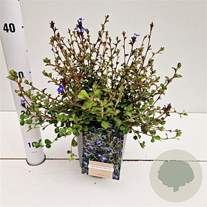 Ceratostigma griffithii 30-40 cm 2,5L