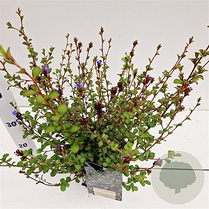 Ceratostigma griffithii 30-40 cm 2,5L