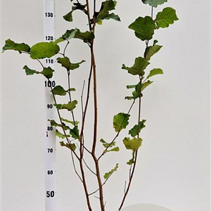 Corylus m. 'Purpurea' 150-175 cm 5,0L