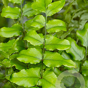 Cyrtomium fortunei GM P9