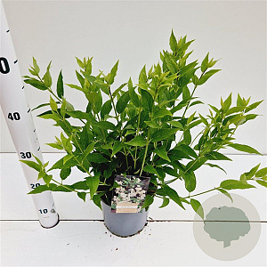 Deutzia gracilis 25-30 cm 2,5L