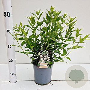 Deutzia gracilis 25-30 cm 2,5L