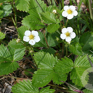 Fragaria vesca GM P9