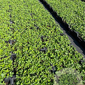 Fragaria vesca GM P9