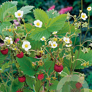 Fragaria vesca GM P9