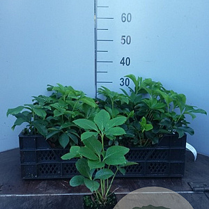 Helleborus orientalis GM P9 BIO