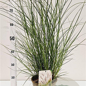 Miscanthus sin. 'Kleine Silbersp.' 60-80 cm 4,0L