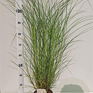 Miscanthus sin. 'Kleine Silbersp.' 60-80 cm 4,0L
