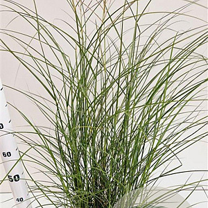 Miscanthus sin. 'Kleine Silbersp.' 60-80 cm 4,0L