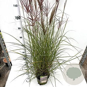 Miscanthus sin. 'Red Chief' 60-80 cm 4,0L