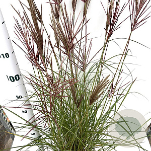 Miscanthus sin. 'Red Chief' 60-80 cm 4,0L