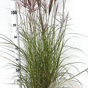 Miscanthus sin. 'Red Chief' 60-80 cm 4,0L