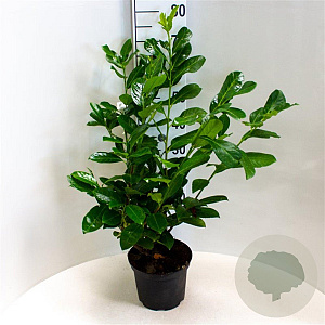 Prunus I. 'Rotundifolia' 60-80 cm 5,0L