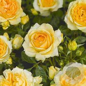 Rosa (F) Midnight Romanza 10-15 cm C1.5
