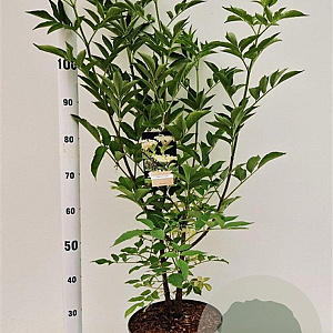 Sambucus nigra 60-80 cm 10L