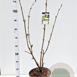 Sambucus nigra 60-80 cm 10L