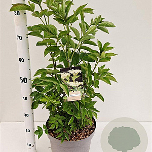 Sambucus nigra 60-80 cm 10L