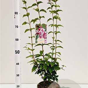 Syringa microphylla 'Superba' 60-80 cm 4,5L