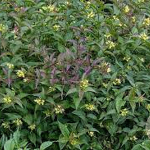 Diervilla lonicera GM C1.3