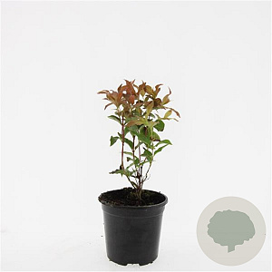 Diervilla splendens GM C1.3