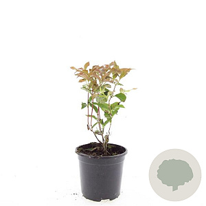 Diervilla splendens GM C1.3