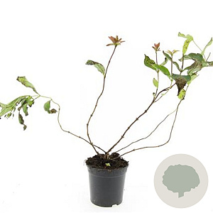 Diervilla splendens GM C1.3