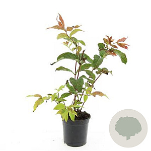 Diervilla splendens GM C1.3