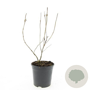 Diervilla splendens GM C1.3