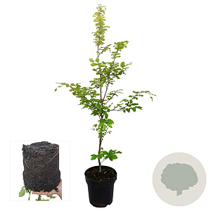Fagus sylvatica 125-150 cm 4,5L