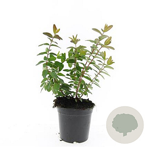 Hypericum kouytchense GM C1.3