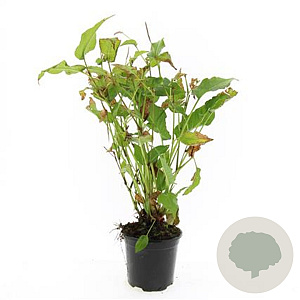 Persicaria amplexicaulis GM C1.3
