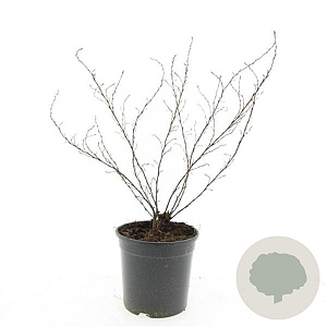 Potentilla f. 'Blink' GM C1.3
