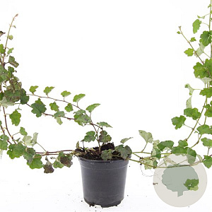 Rubus 'Betty Ashburner' GM C1.3