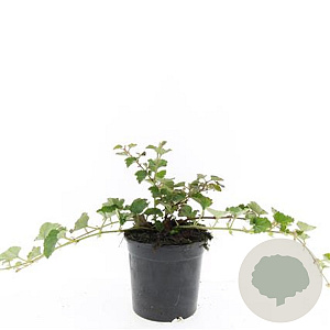 Rubus 'Betty Ashburner' GM C1.3