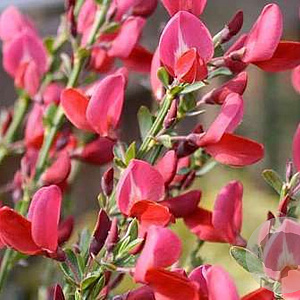 Cytisus 'Boskoop Ruby' 60-70 cm 10L