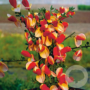 Cytisus 'Palette' 40-50 cm 10L