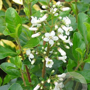 Escallonia 'Iveyi' 40-50 cm 10L