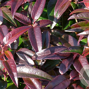 Leucothoe Carinella 40-50 cm 13L
