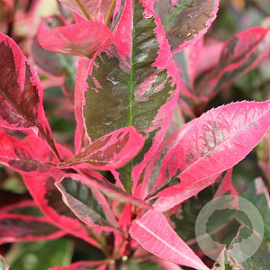 Photinia fraseri Louise 50-60 cm 10L