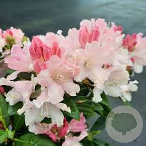 Rhododendron (Y) 'Dreamland' 25-30 cm 5,0L