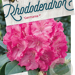 Rhododendron 'Germania' 30-40 cm 5,0L