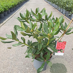 Rhododendron 'Nova Zembla' 30-40 cm 5,0L