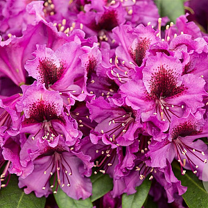 Rhododendron 'Orakel' GM C5